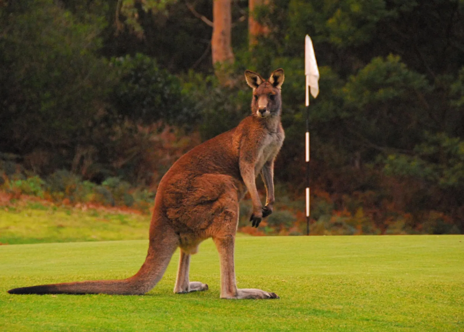 Eastern grey kangaroo standing on a green beside the flag at Anglesea Golf Club