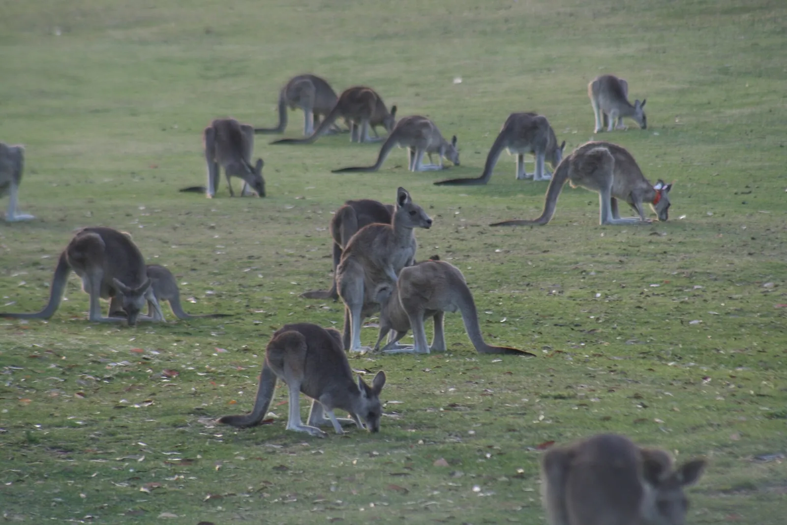 A mob of eastern grey kangaroos grazing on a fairway at Anglesea Golf Club