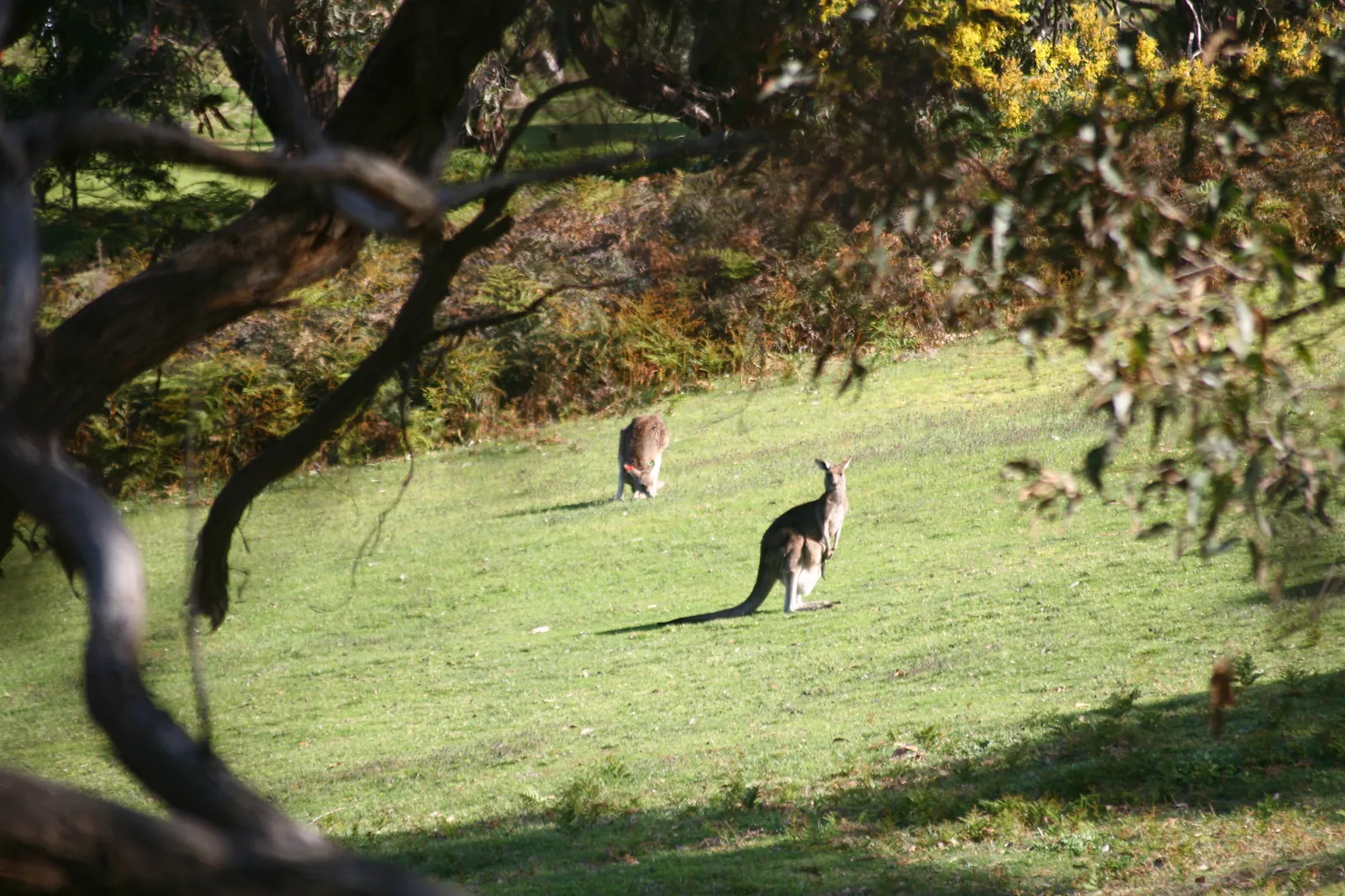 Two kangaroos on a grassy slope under gum trees and flowering wattle at Anglesea Golf Club