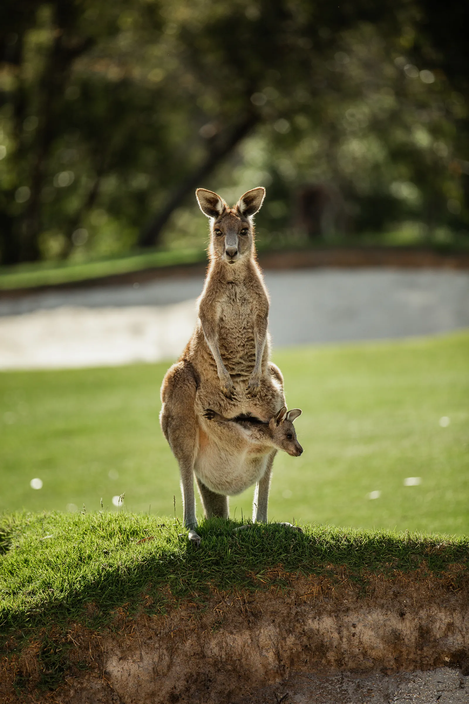 A kangaroo with a joey in her pouch beside a bunker at Anglesea Golf Club