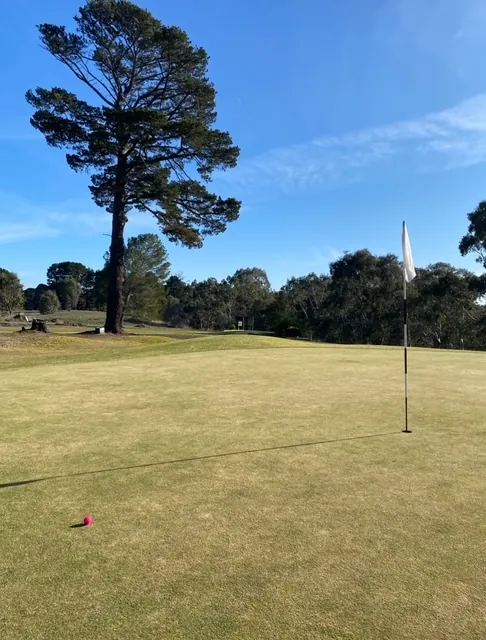 A green at Winchelsea Golf Club on a clear day, with the flag up and a tall pine behind
