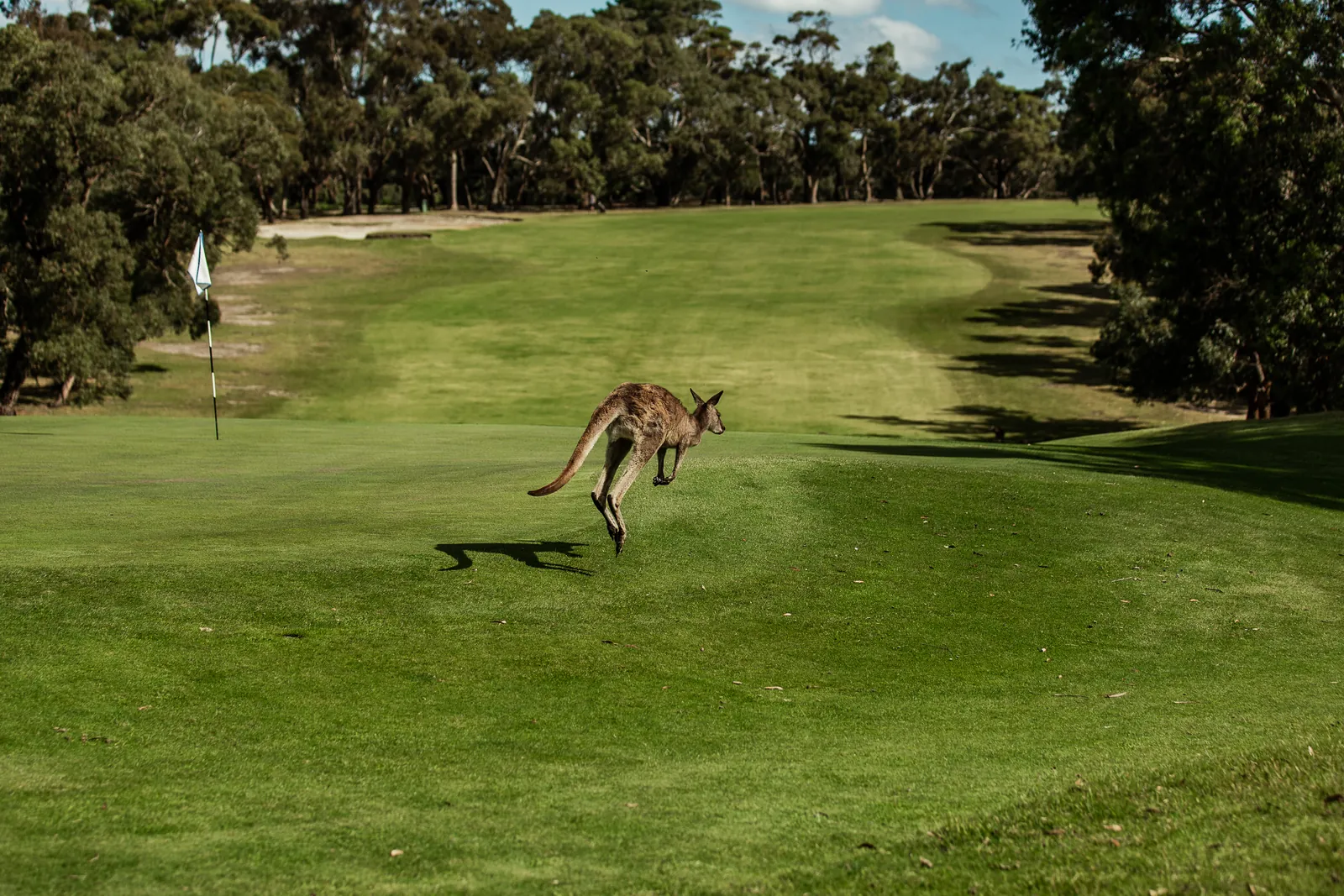 A kangaroo hopping across a fairway at Anglesea Golf Club