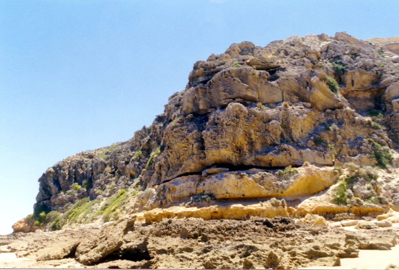 Weathered yellow limestone cliffs of the Bluff at Barwon Heads, above a flat rock platform
