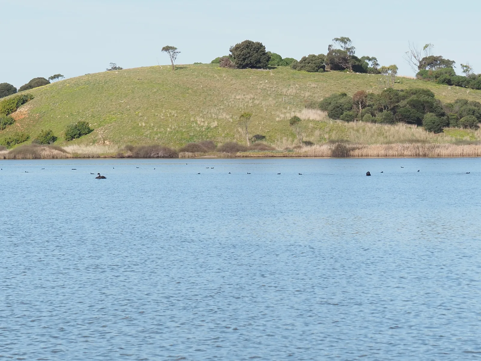 Waterbirds on Lake Connewarre, with a grassy hill behind the reeds, seen from Tait's Point