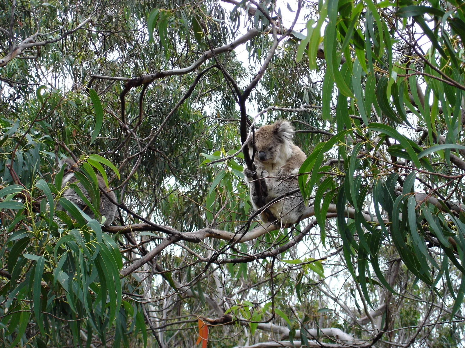 A wild koala in a eucalyptus tree at Wongarra on the Great Ocean Road