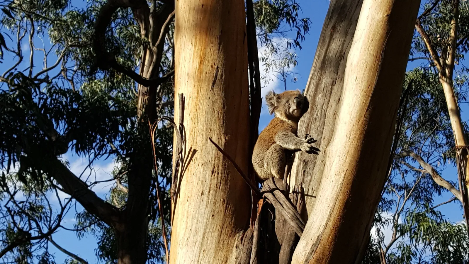 A wild koala climbing between eucalyptus trunks at Kennett River, Great Otway National Park
