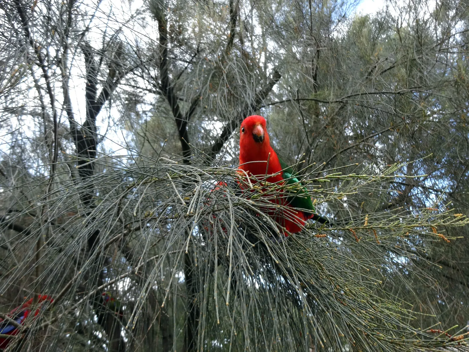 A red king parrot perched in a tree at Kennett River