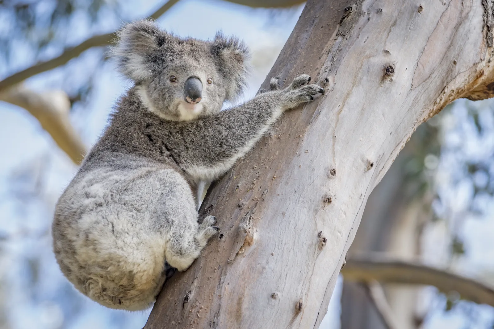 A koala climbing a gum tree at Kennett River