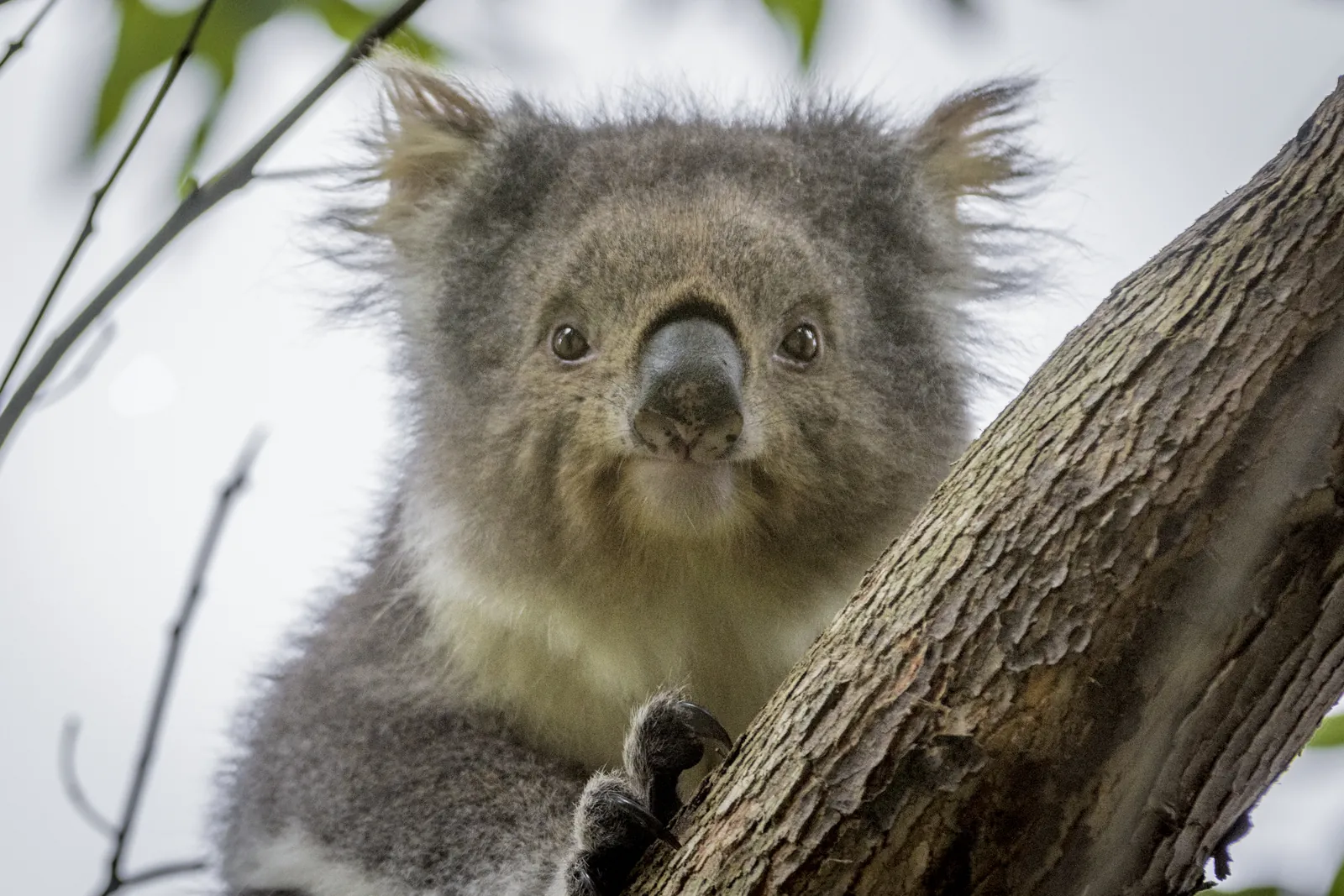 A koala peering around a branch at Kennett River