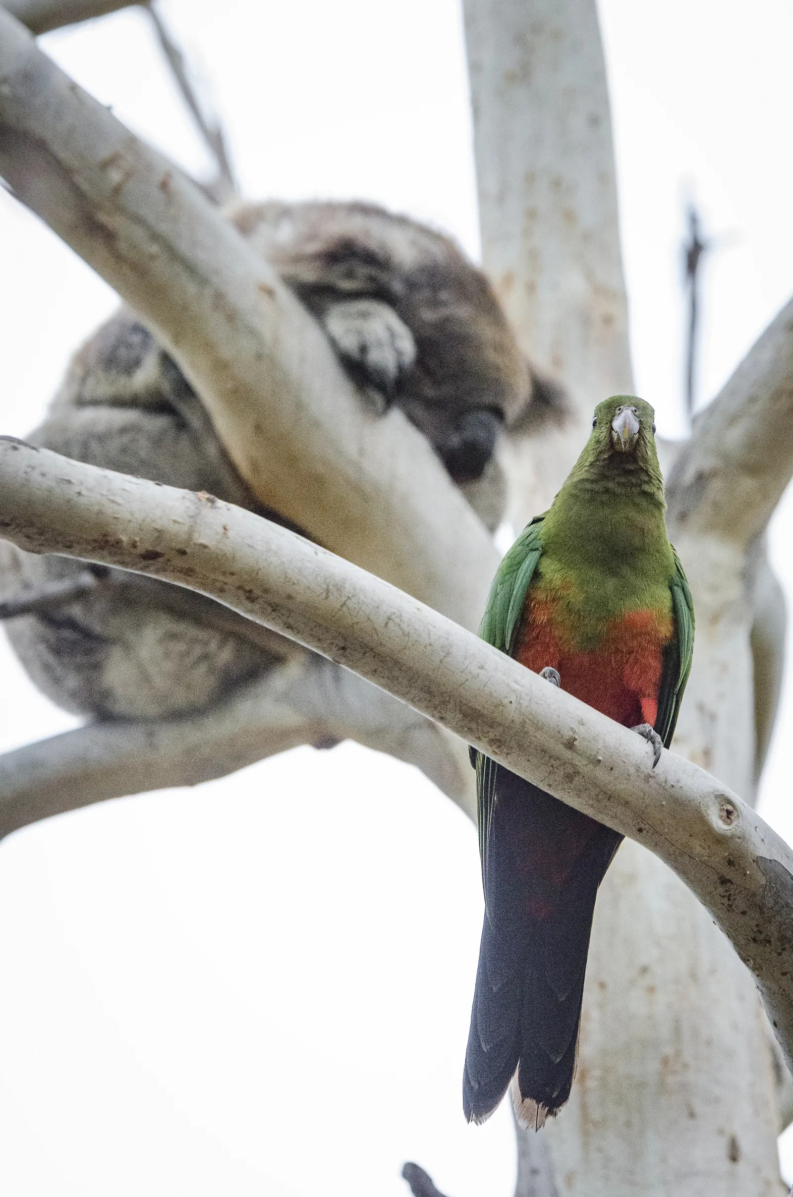 A king parrot perched below a sleeping koala at Kennett River