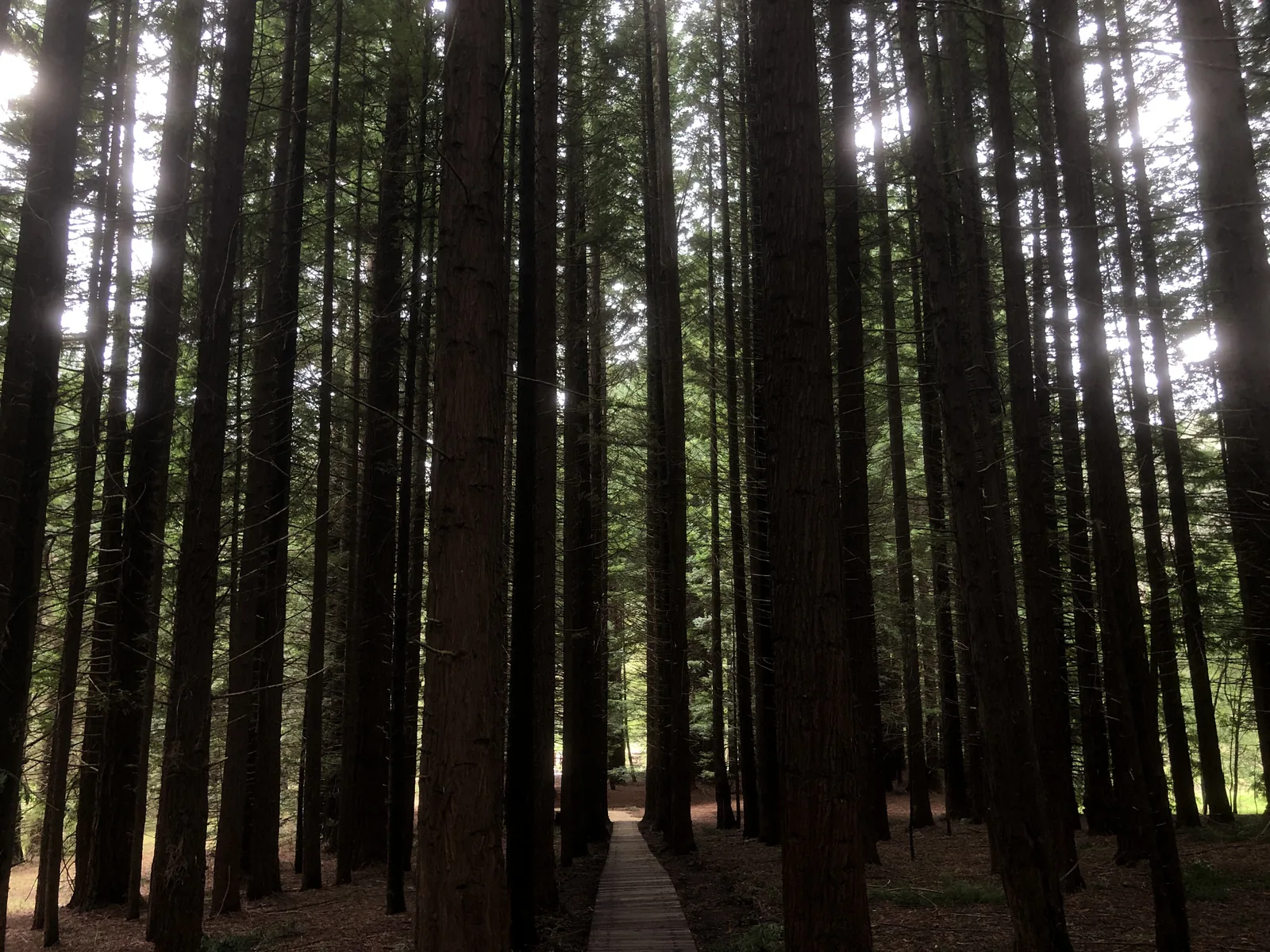 A timber boardwalk through tall Californian redwood trunks near Stevensons Falls