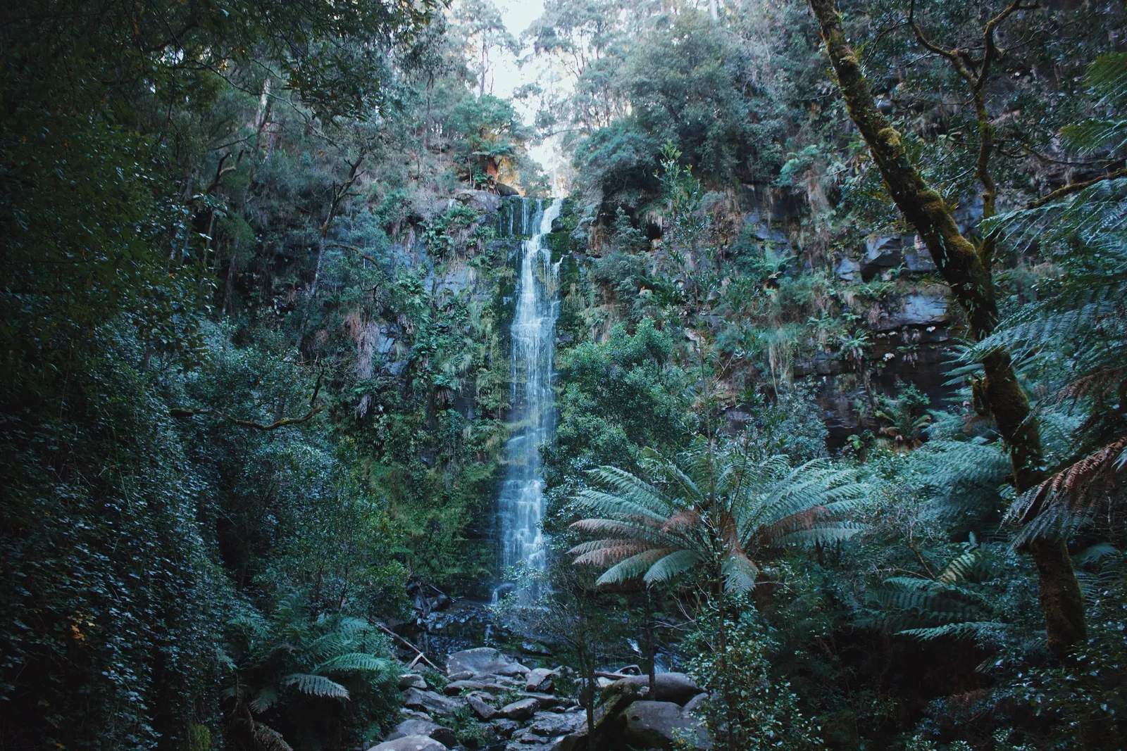 Erskine Falls dropping into a fern gully in the Great Otway National Park behind Lorne