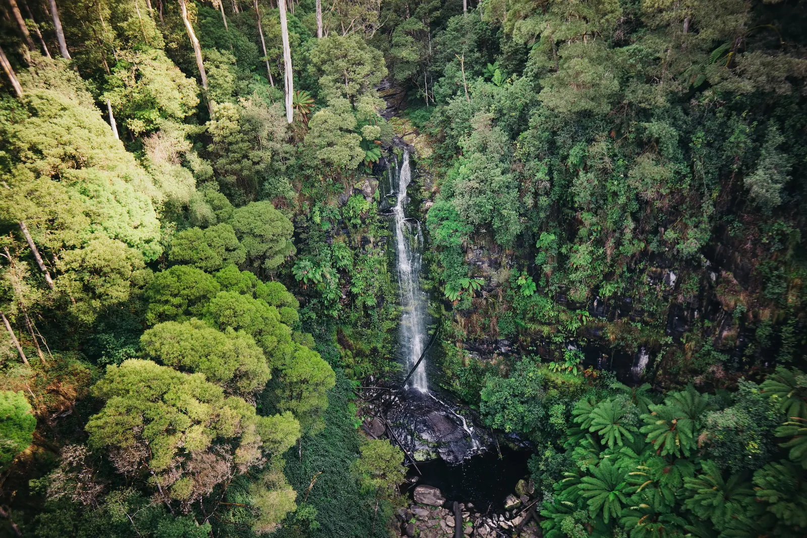 Erskine Falls in the rainforest near Lorne, seen from above