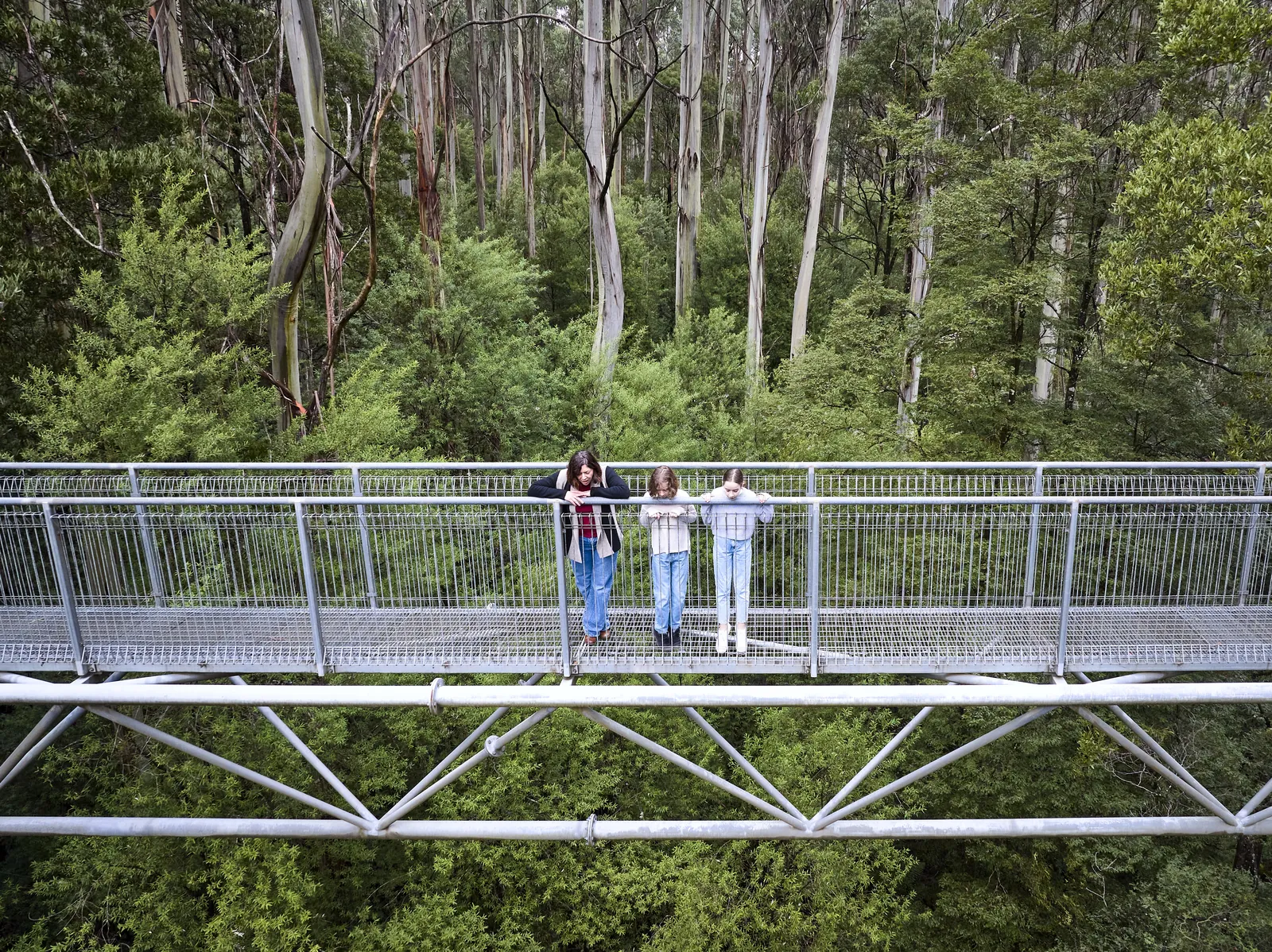 Visitors crossing the elevated treetop walkway at Otway Fly