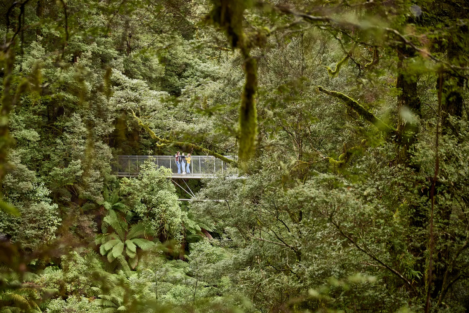 An elevated walkway crossing the green Otway rainforest canopy