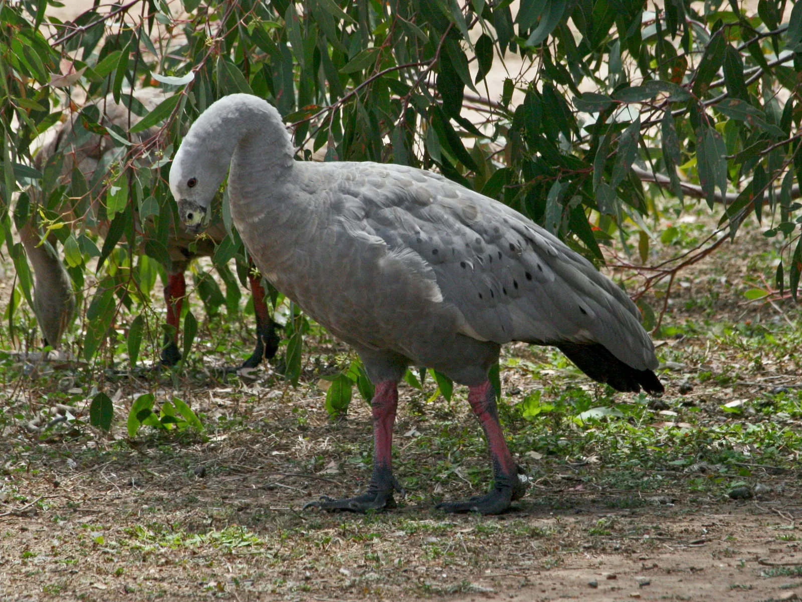 A Cape Barren goose standing under eucalypt leaves at Serendip Sanctuary