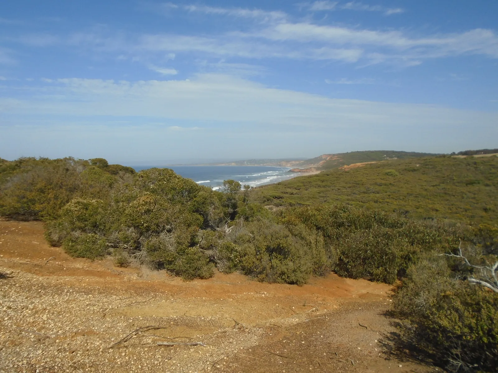 Sandy clifftop track through coastal heath at Point Addis, looking along the Surf Coast