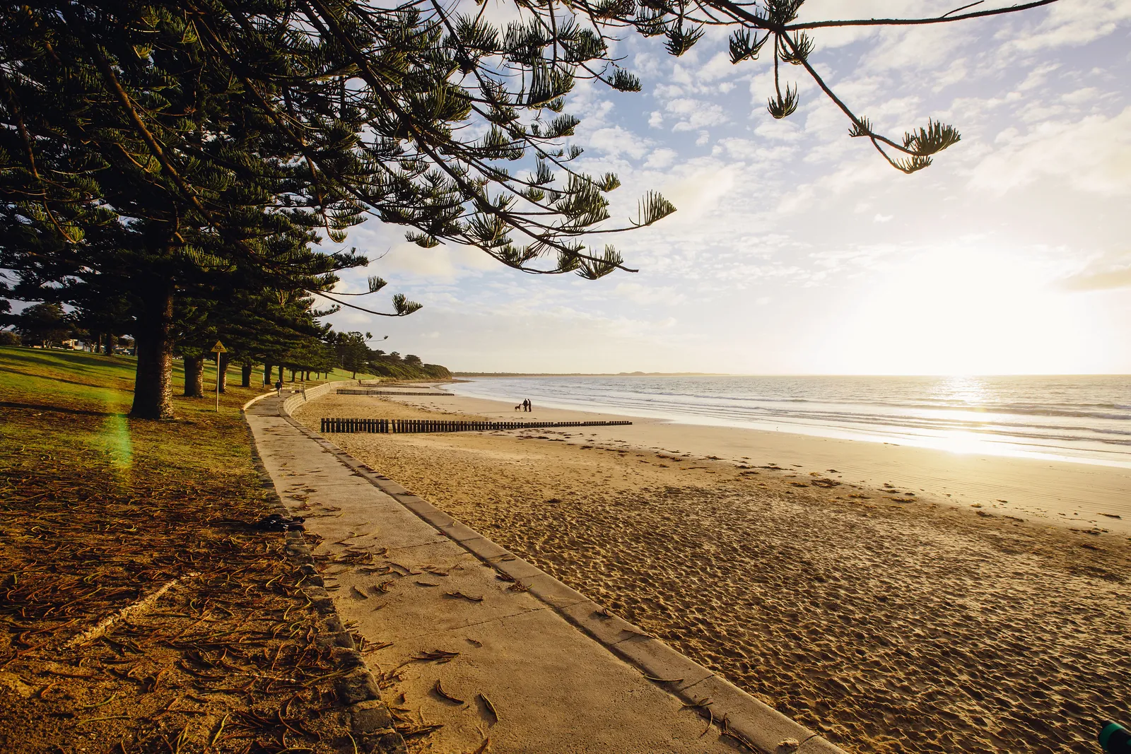 The foreshore path under the pines at Torquay at sunset