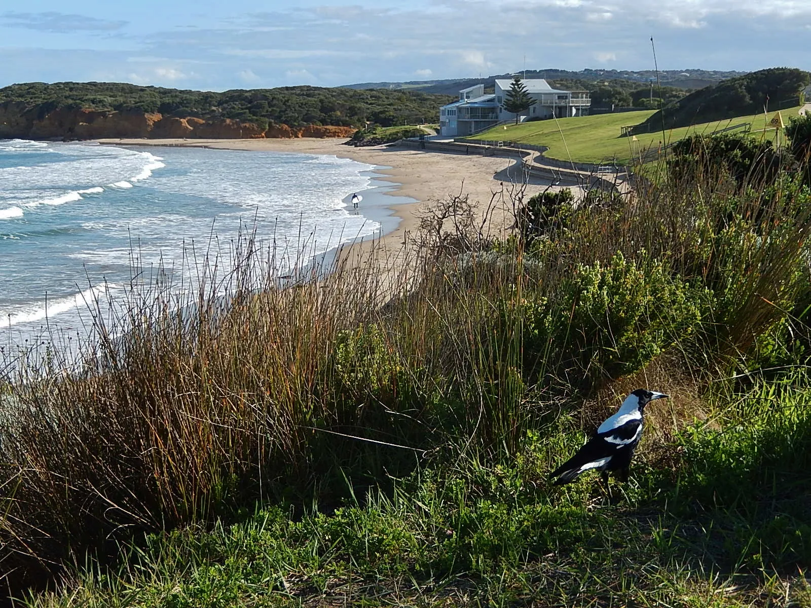 Torquay Surf Beach from the clifftop, with a magpie in the grass