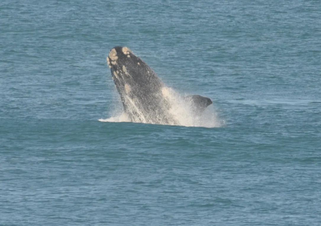 A southern right whale breaching off Logans Beach, Warrnambool, Victoria