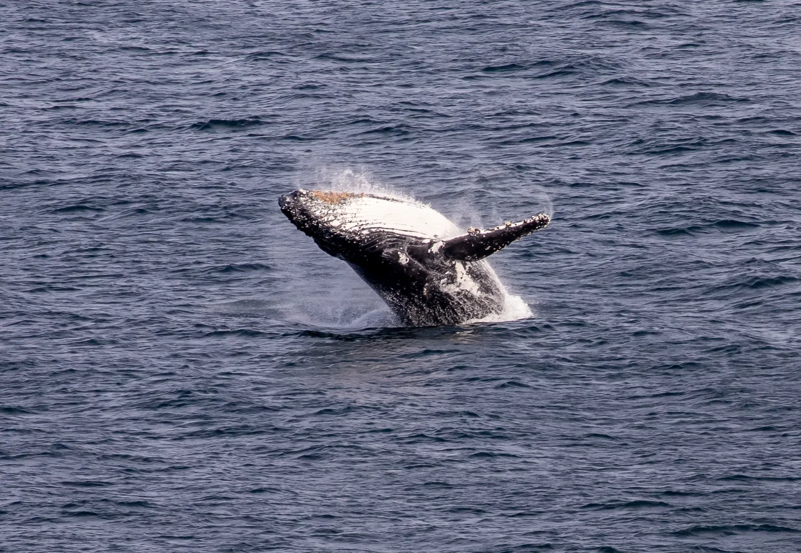 A humpback whale breaching off Gabo Island in eastern Victoria
