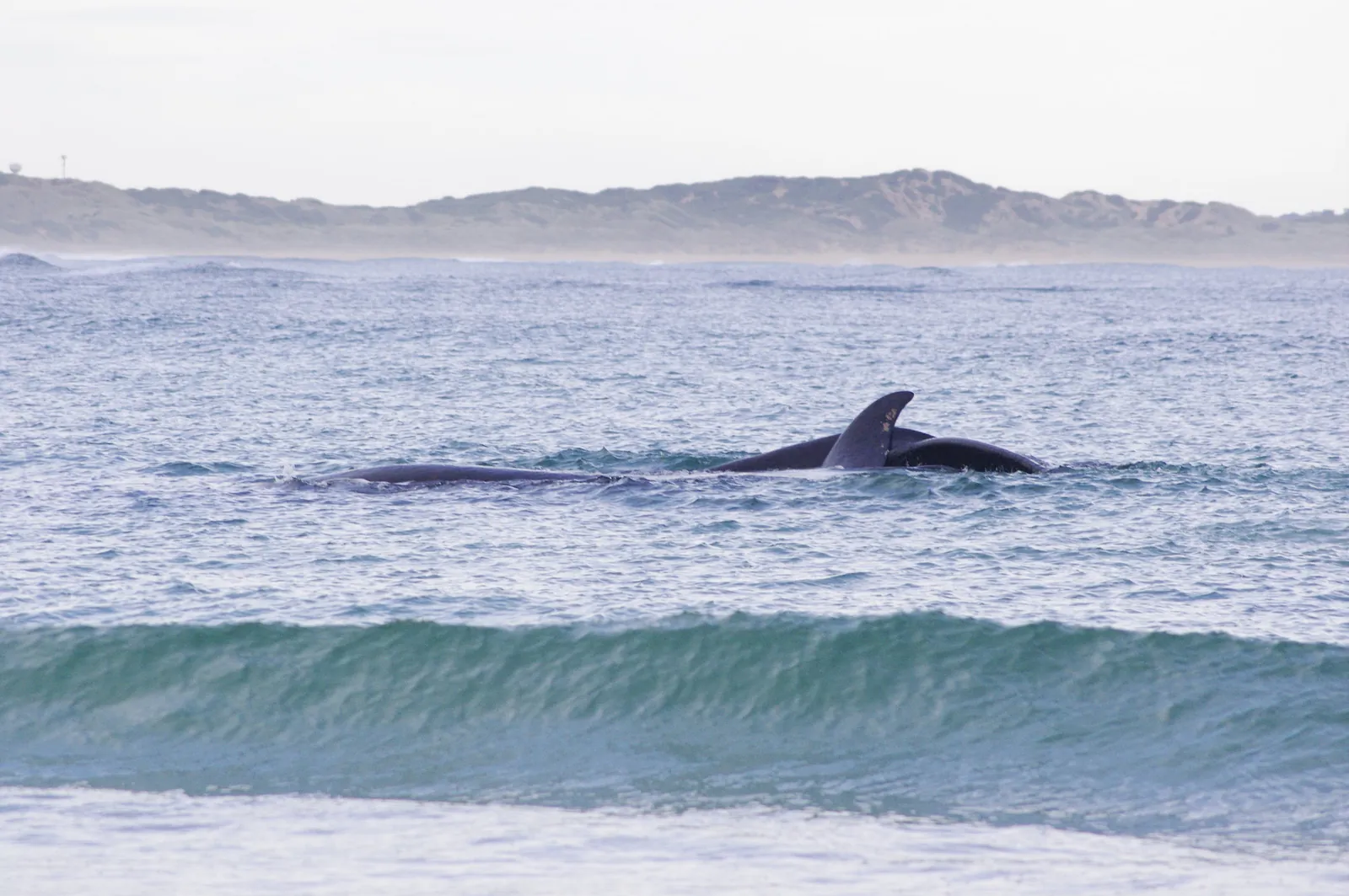 A southern right whale surfacing just beyond the break at Warrnambool in August 2017